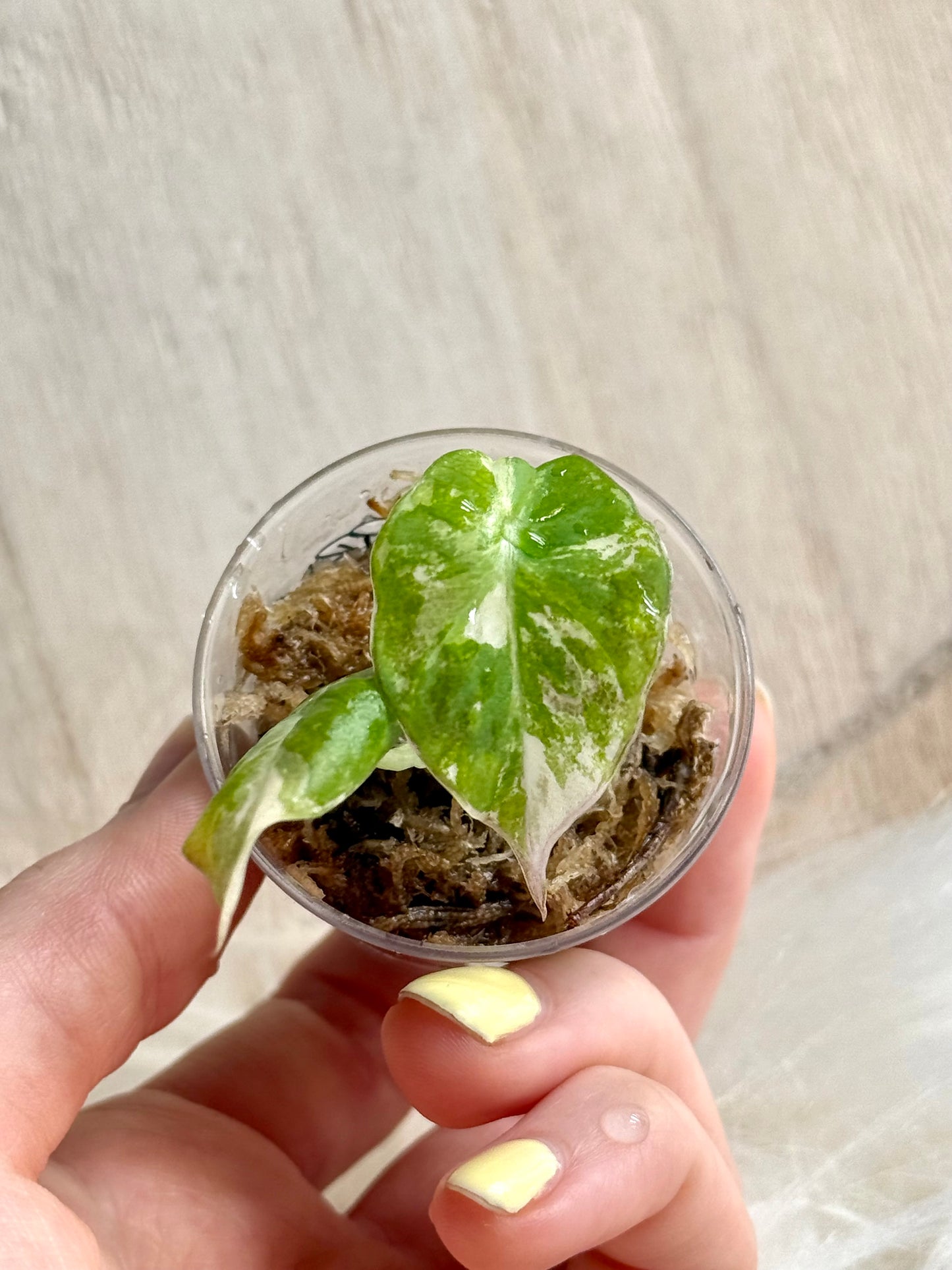 Alocasia Black Velvet Variegata