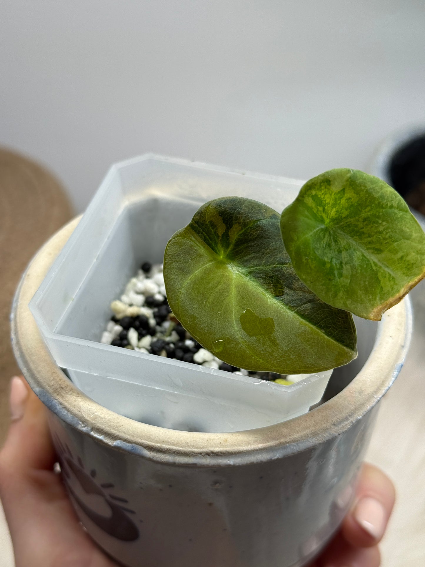 Variegated Alocasia Black Velvet Gold
