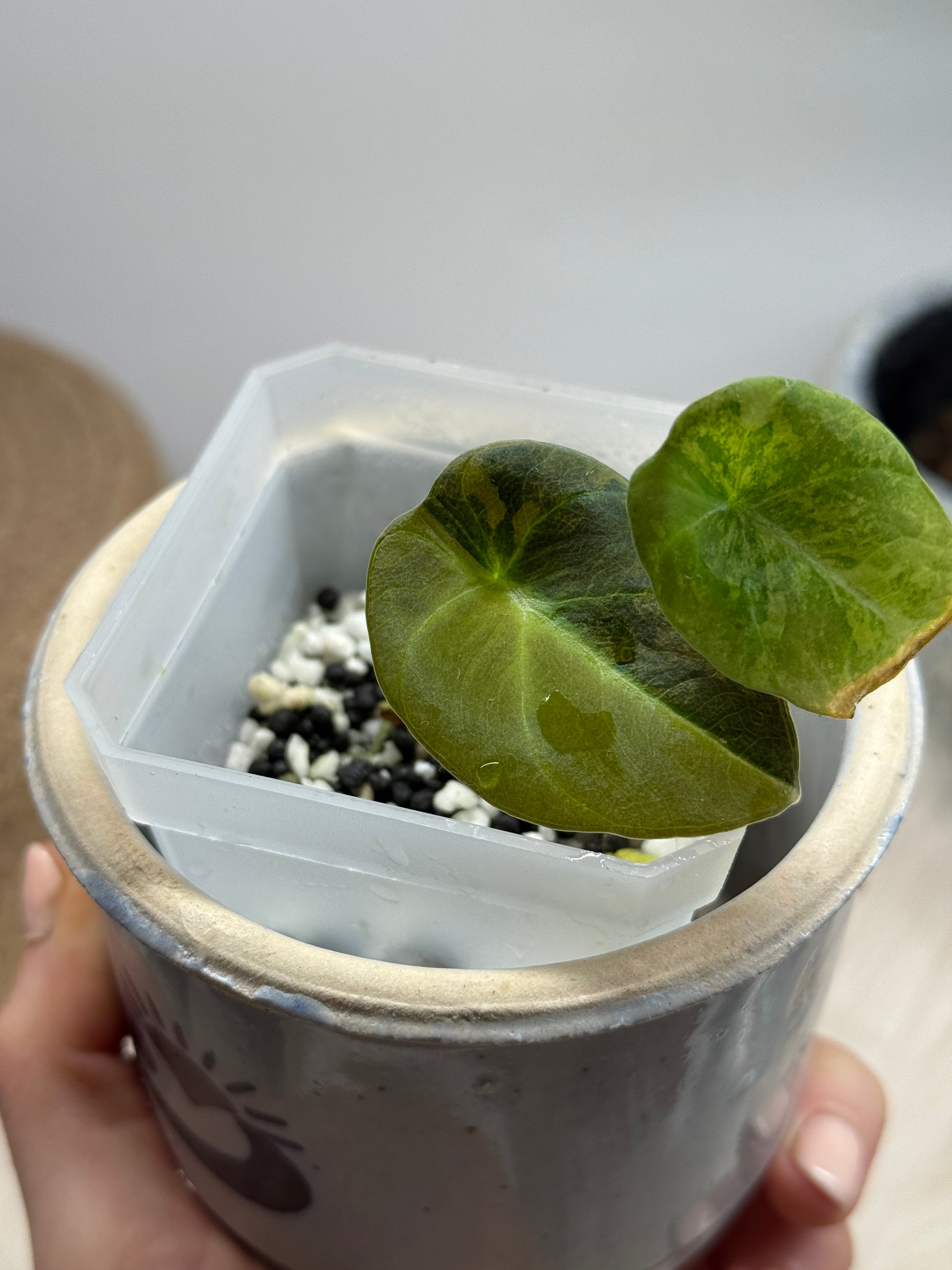 Variegated Alocasia Black Velvet Gold