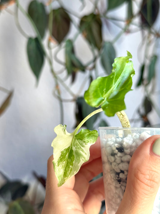 Alocasia Brancifolia Variegata