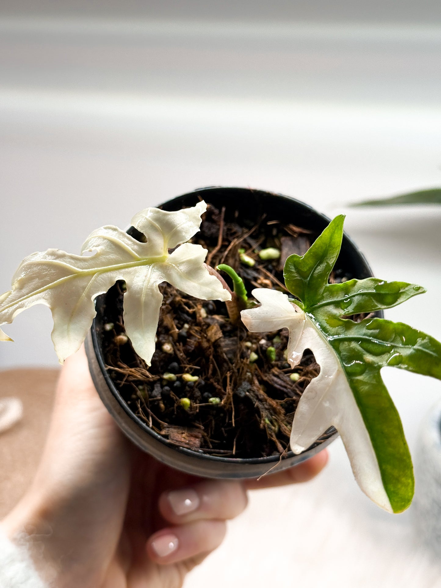 Variegated Alocasia Brancifolia "Pink Passion" Albo
