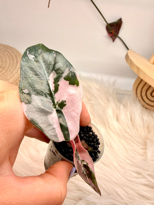 Variegated Alocasia Chantrieri Pink