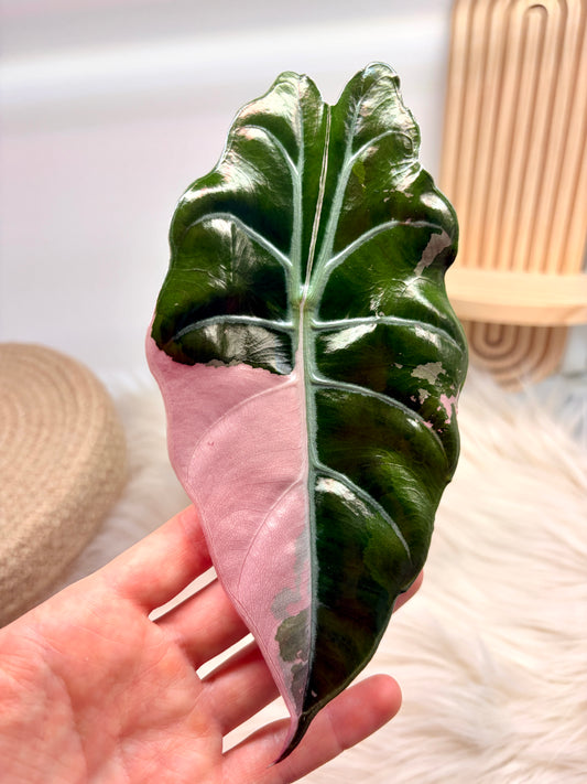 Variegated Alocasia Chantrieri Pink