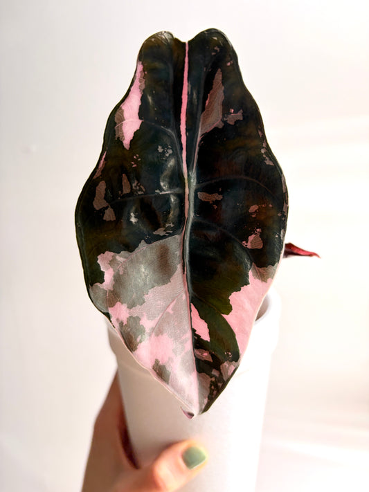 Variegated Alocasia Chantrieri Pink Corms | Rhizome