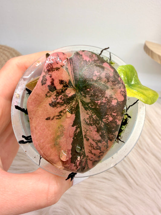 Variegated Alocasia Cuprea Latte