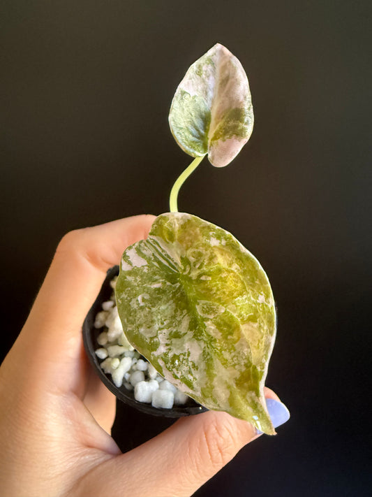 Alocasia Cuprea Pink Variegata