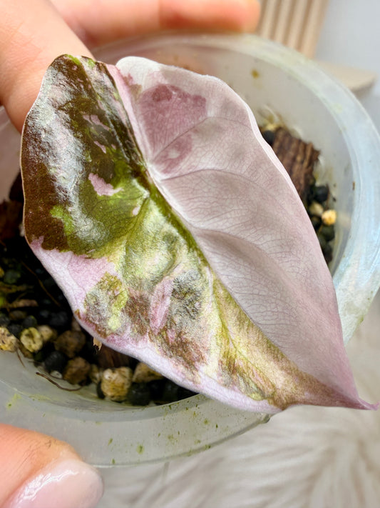 Alocasia Cuprea Pink Marble Variegata