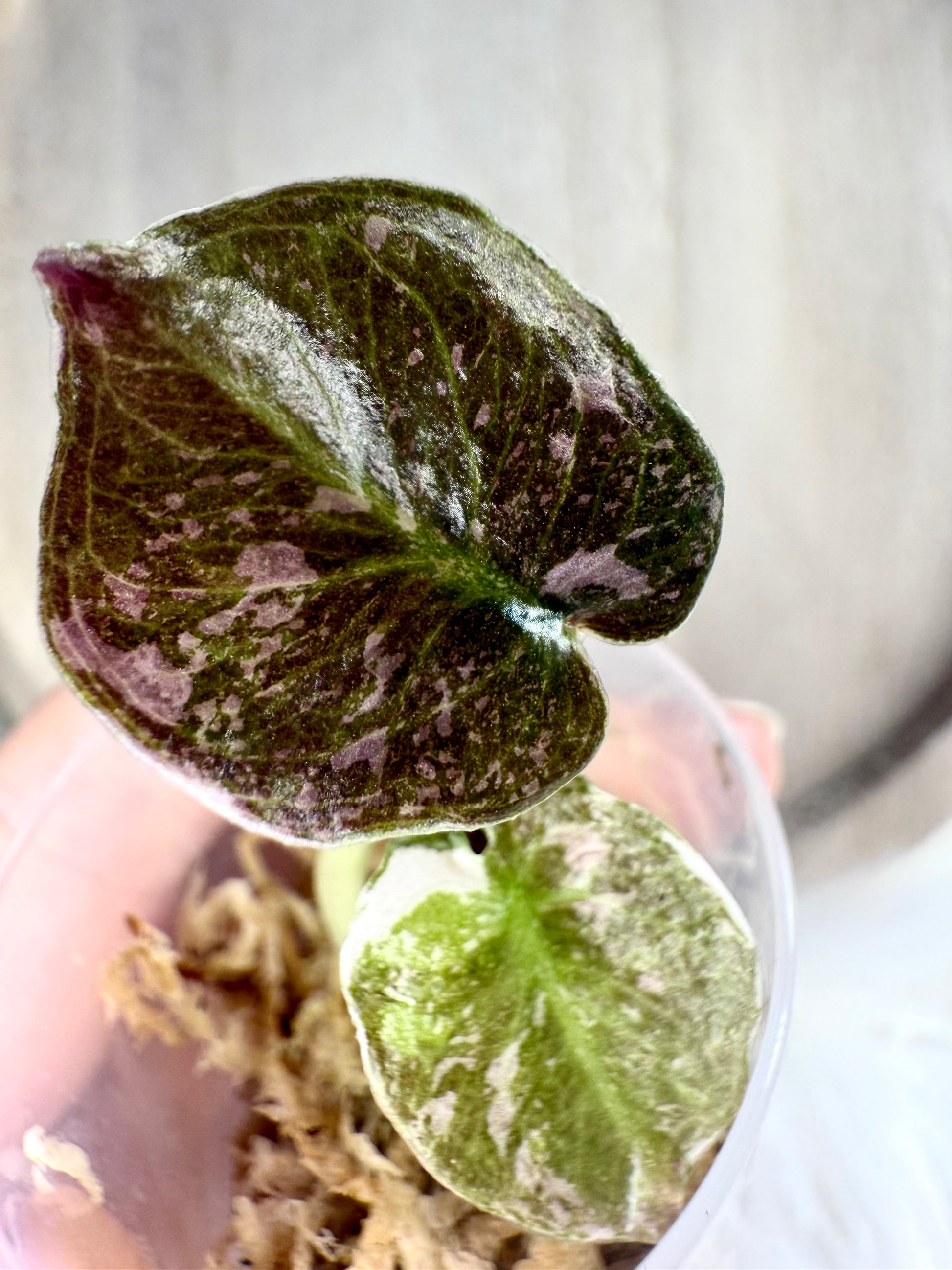  Alocasia Cuprea Pink Nom Yen