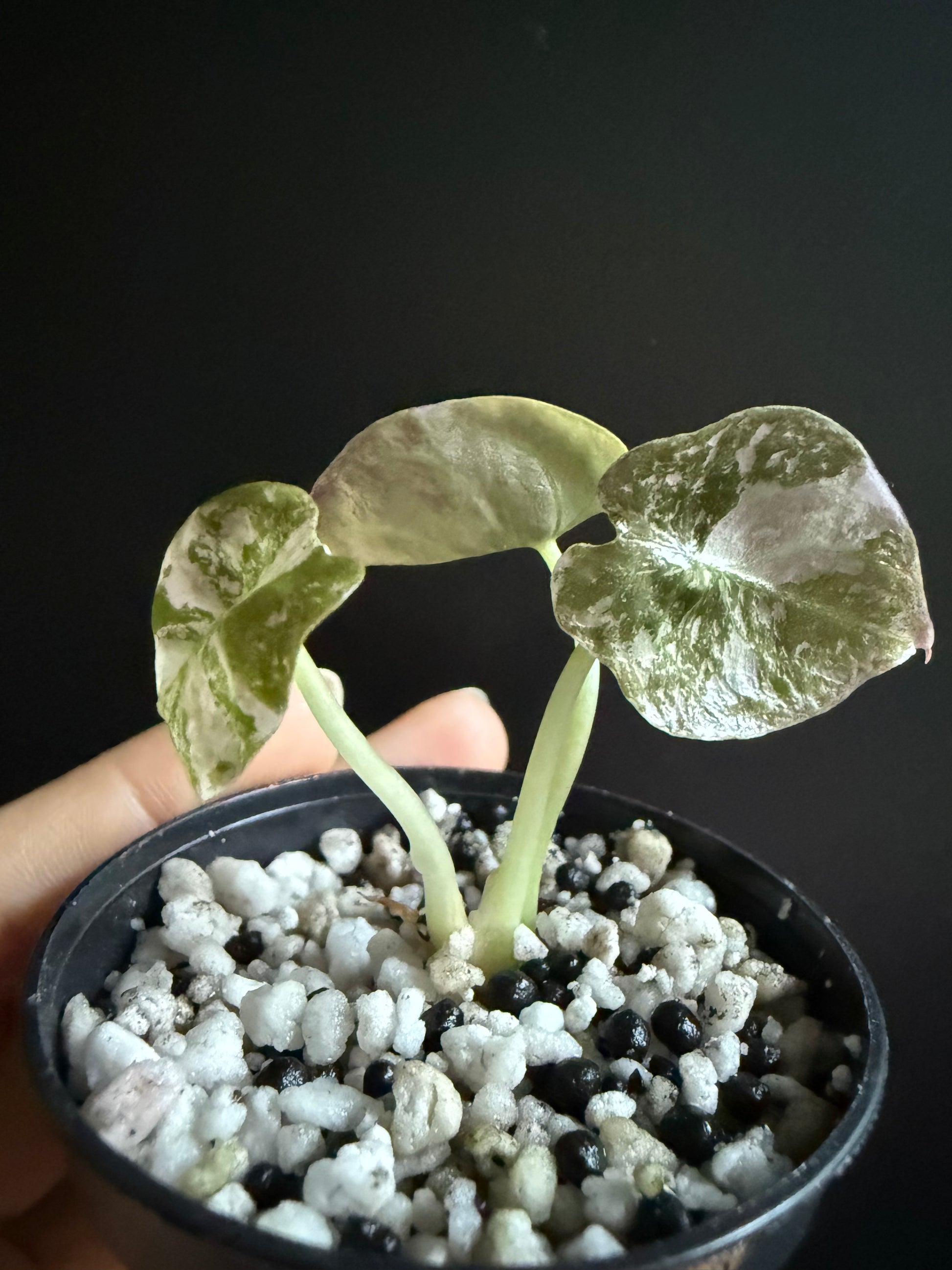 Alocasia Cuprea Pink Nom Yen