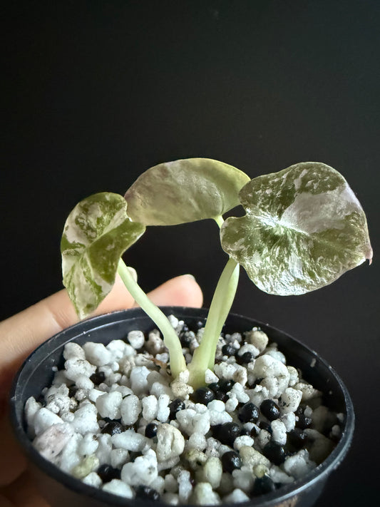 Alocasia Cuprea Pink Nom Yen