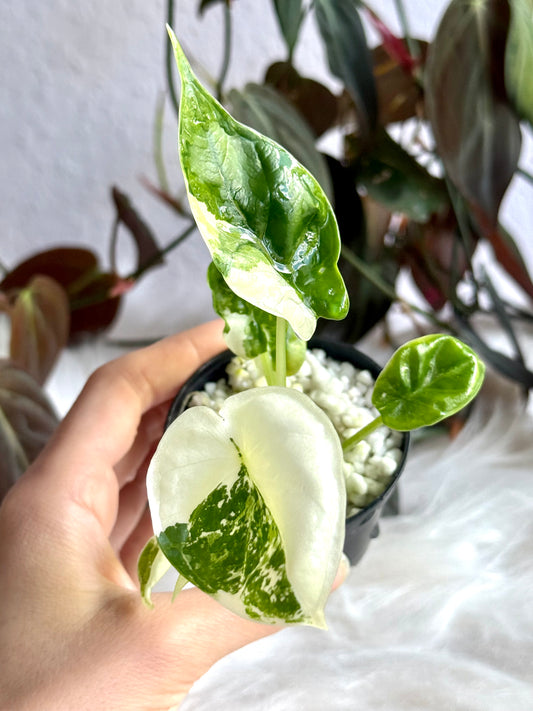 Alocasia Dragon Scale Albo