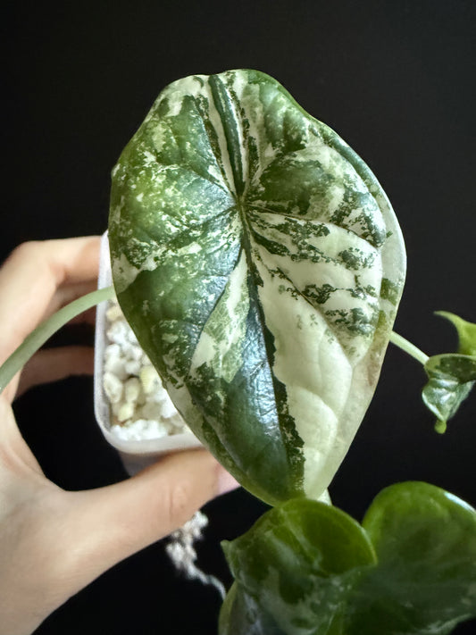 Alocasia Dragon Scale Albo