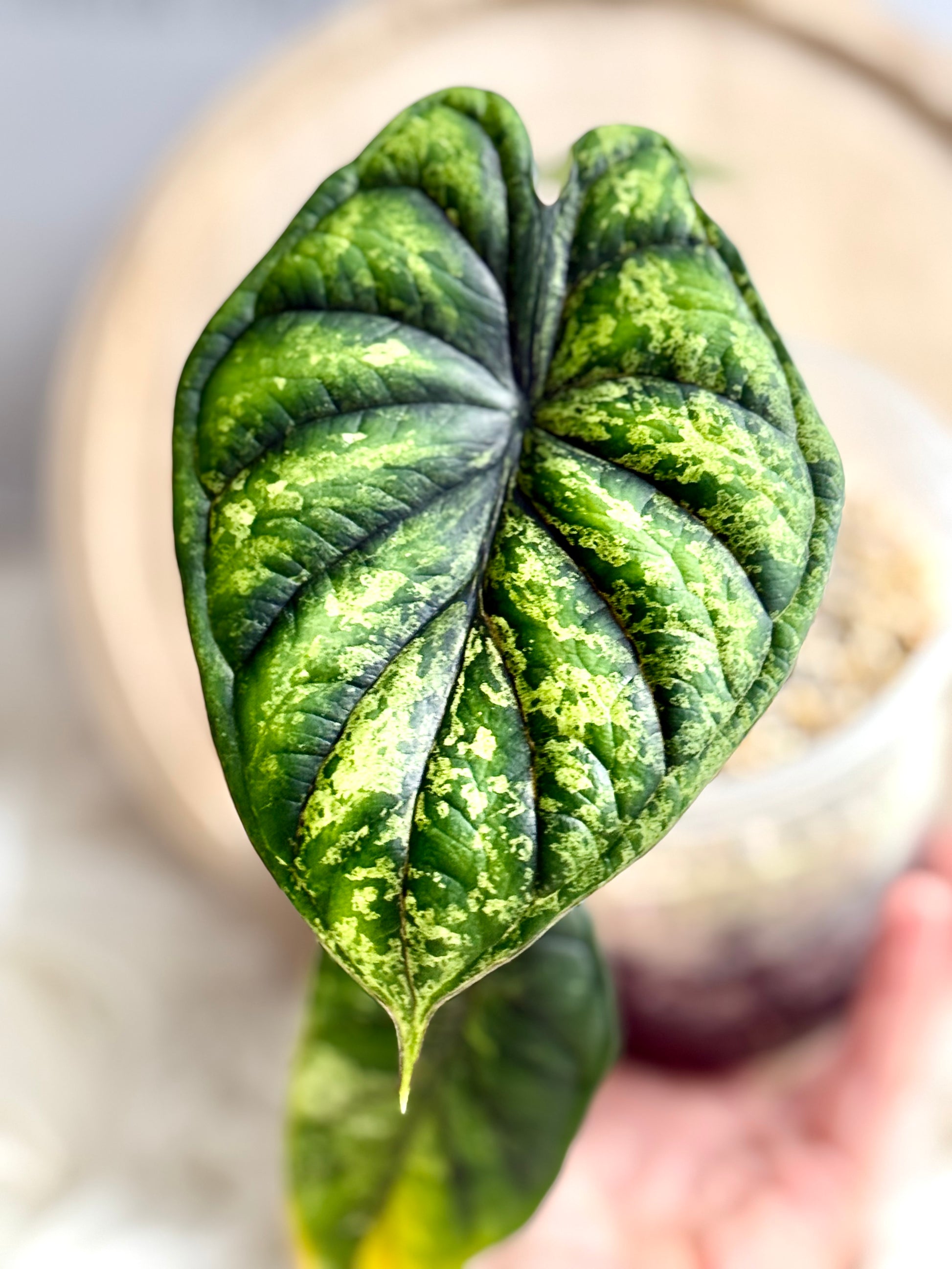 Alocasia Dragon Scale Mint