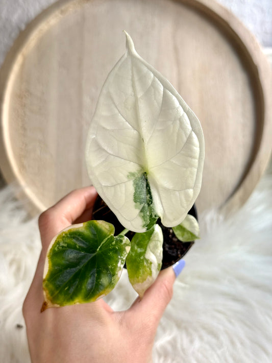 Alocasia Dragon Scale Albo Variegata