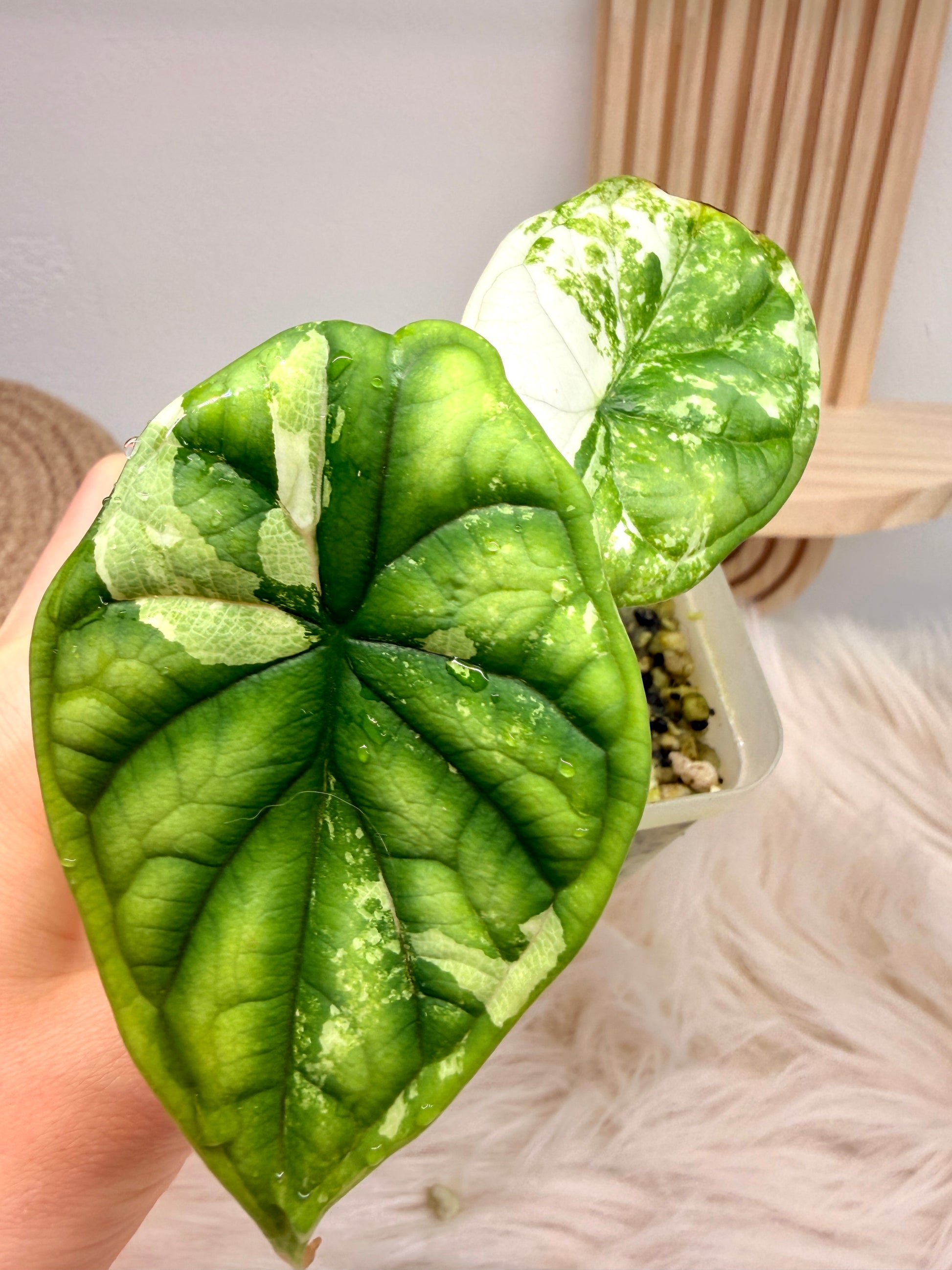 Variegated Alocasia Dragon Scale Albo