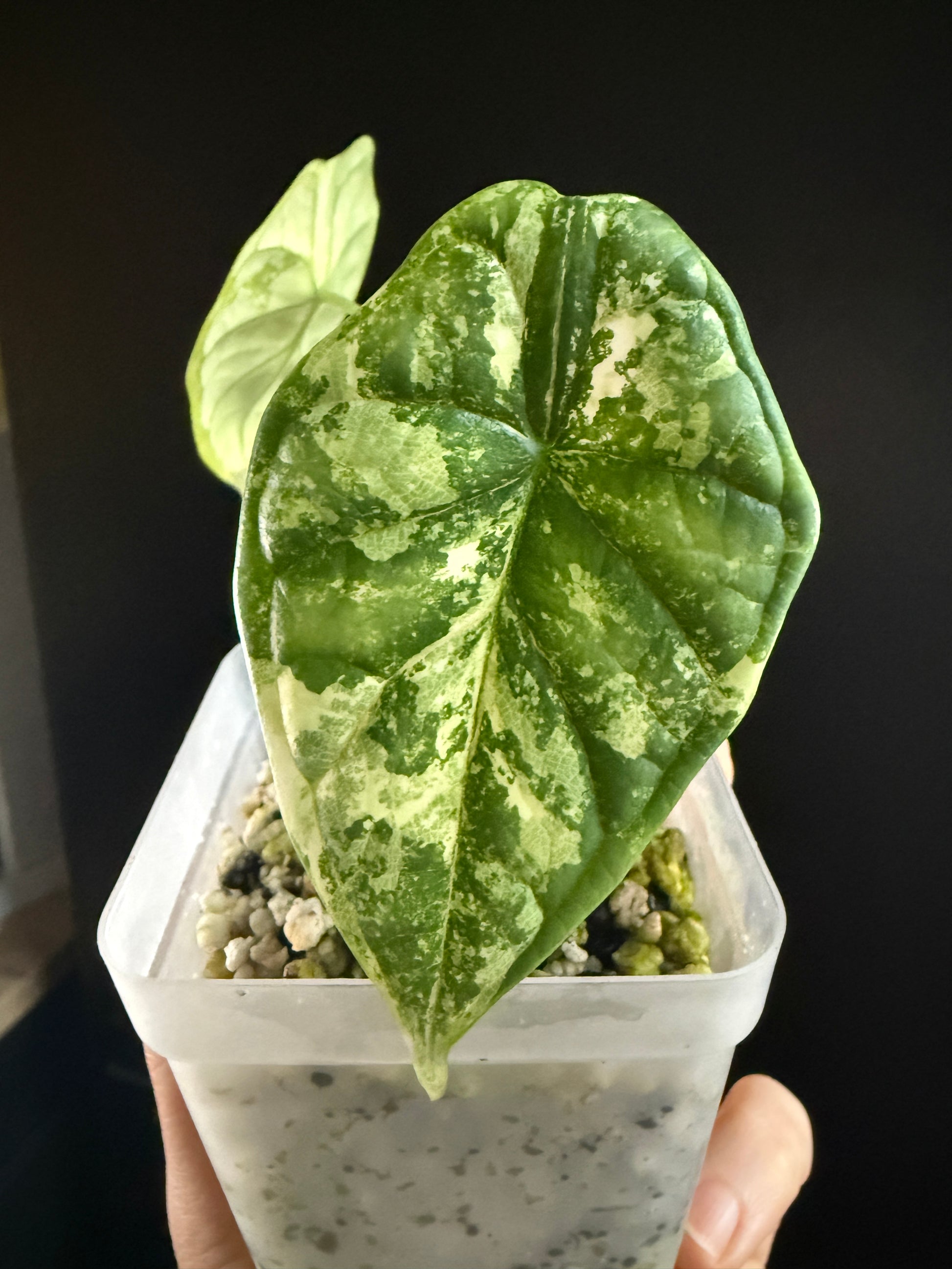 Variegated Alocasia Dragon Scale Albo