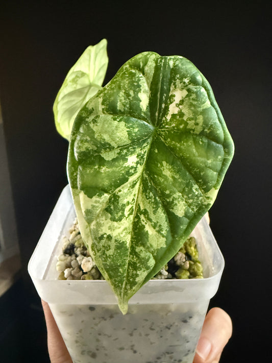 Variegated Alocasia Dragon Scale Albo