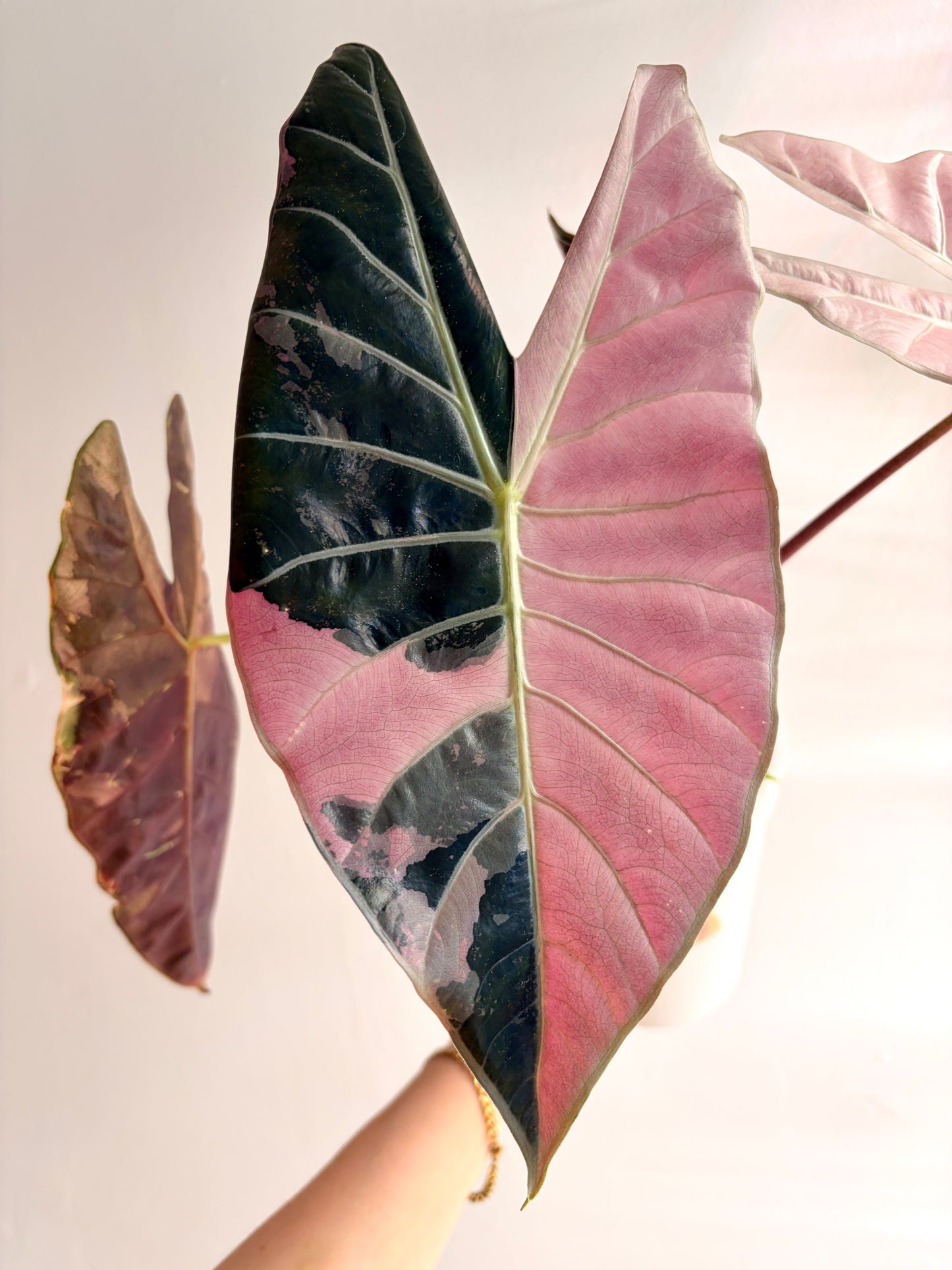 Alocasia Dragon Tooth Pink Variegata Rhizom