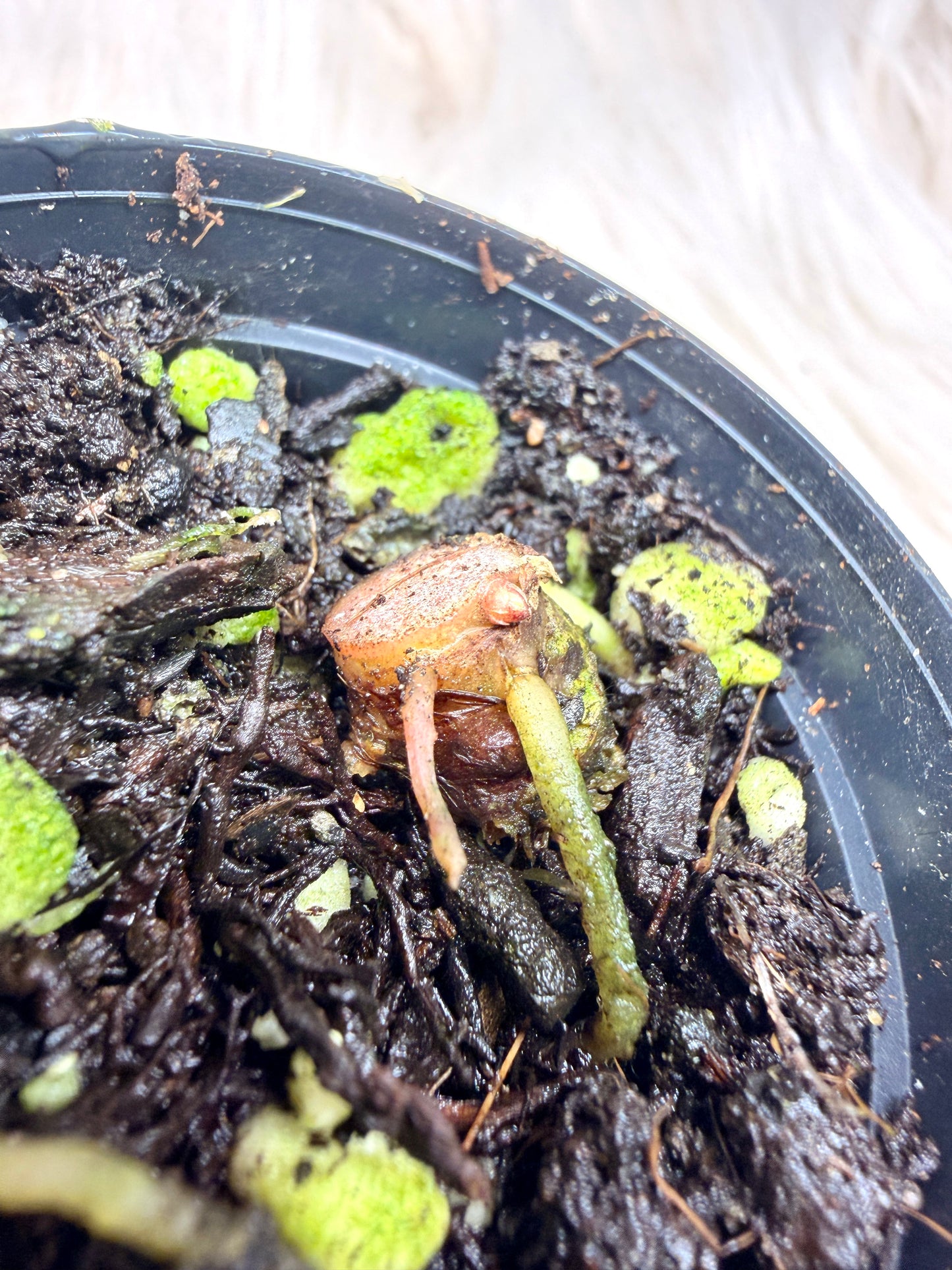 Alocasia Golden Bone Pink Variegate Stemcut Rhizom