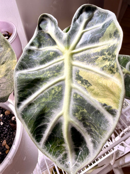 Alocasia Heart Balloon Aurea Variegata