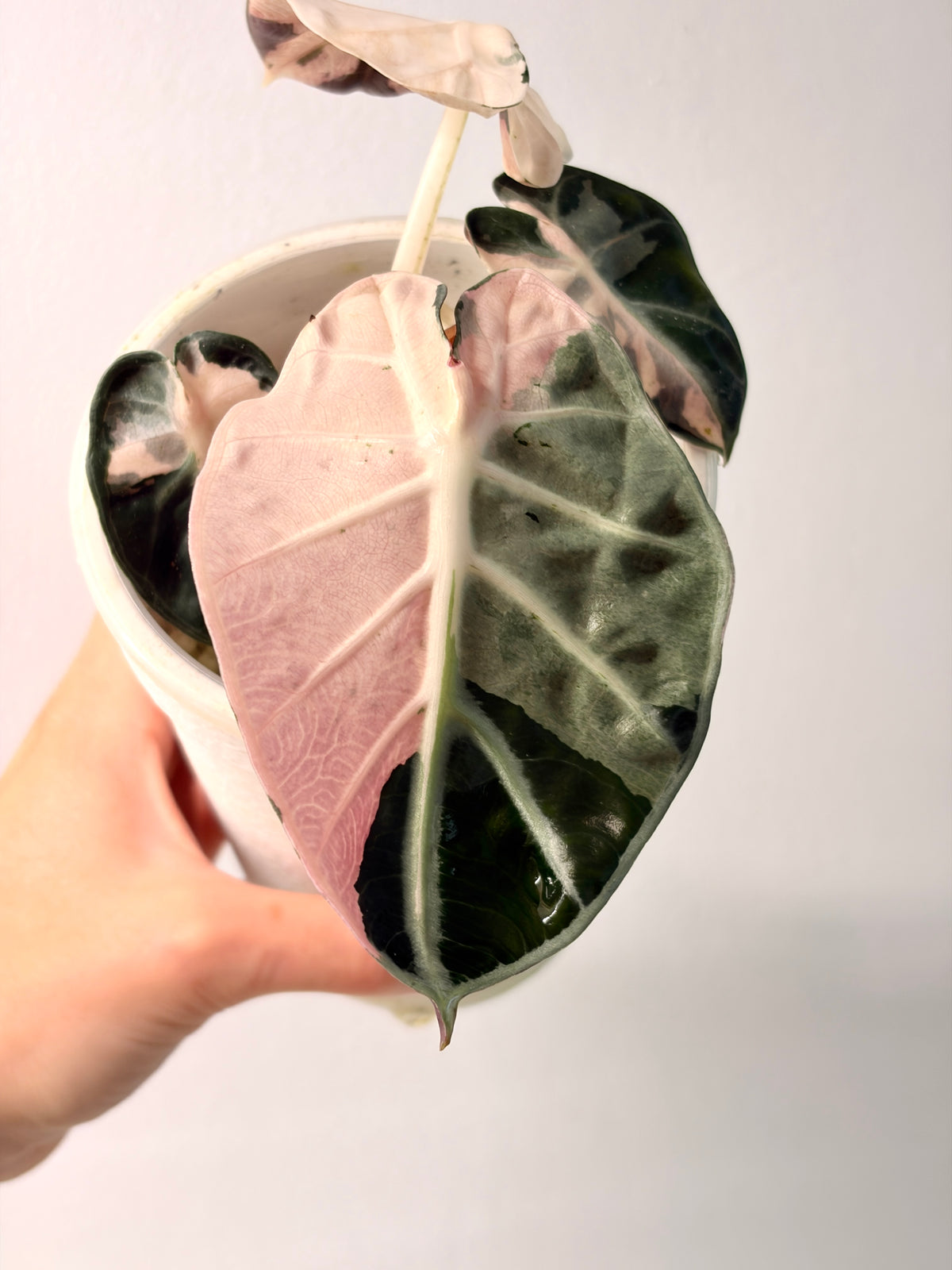 Alocasia Heart Balloon Pink corms Rhizome