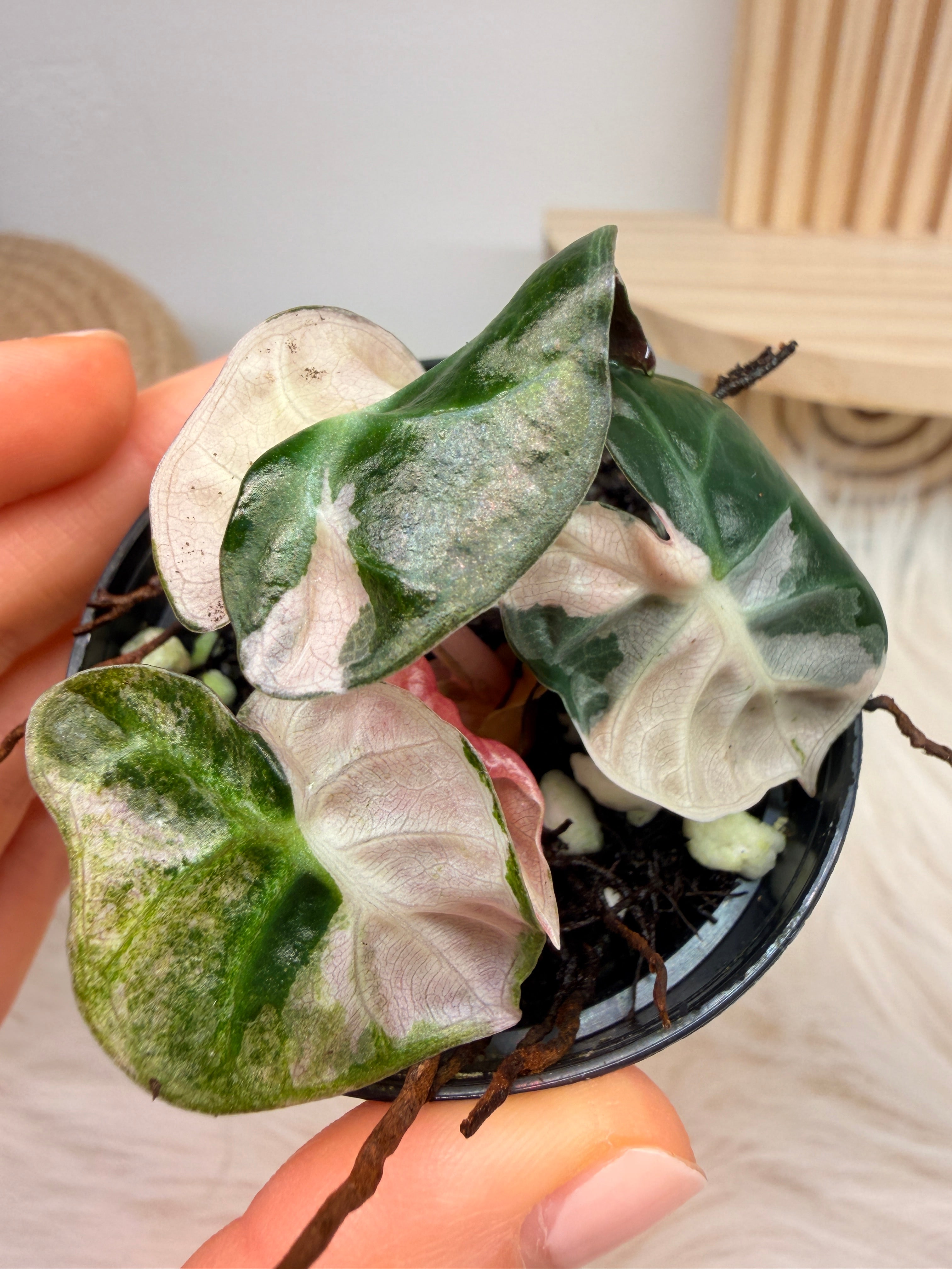 Variegated Alocasia Heart Balloon Pink | Rare variegated Alocasia