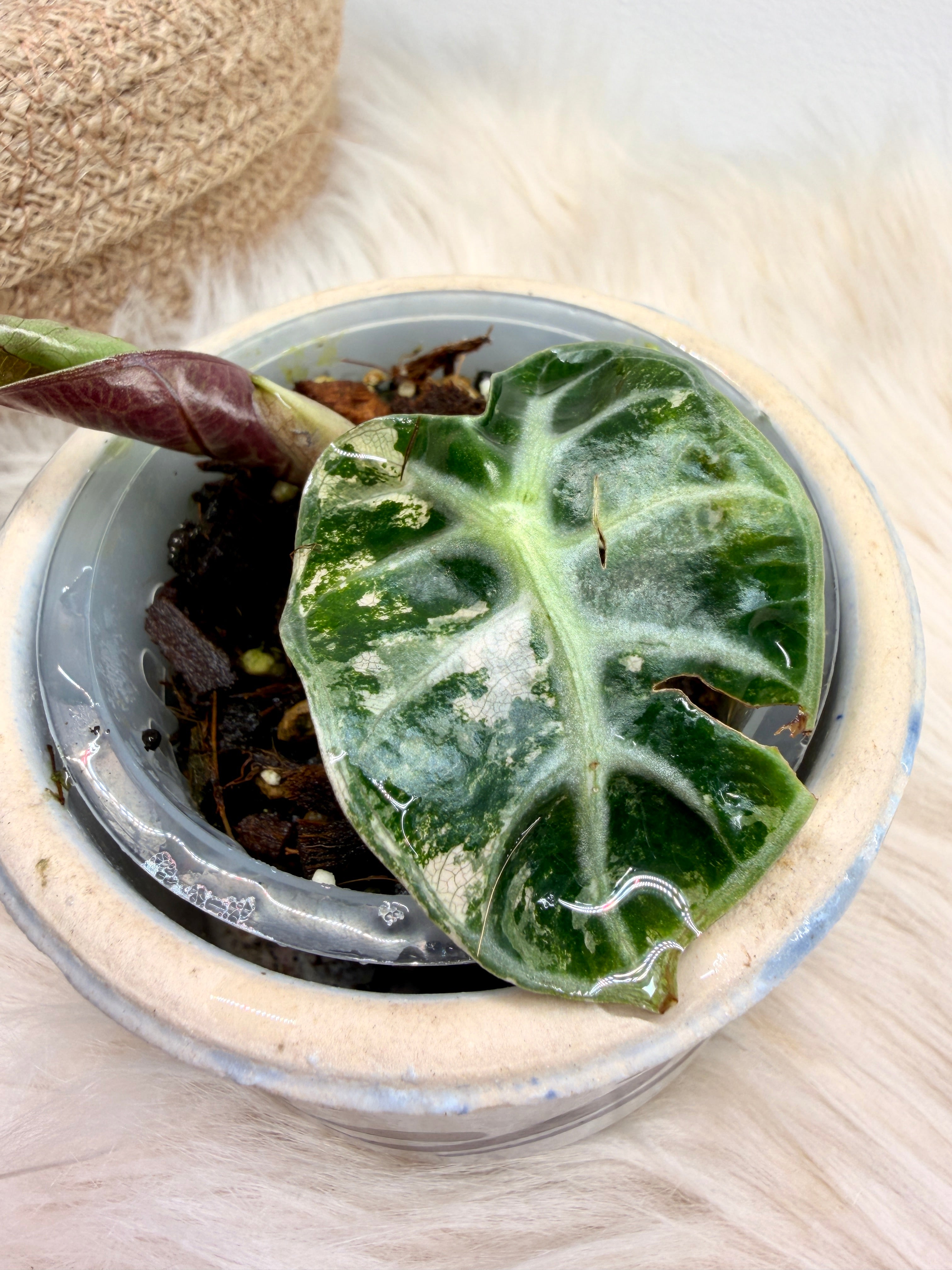 Variegated Alocasia Heart Balloon Pink | Rare variegated Alocasia