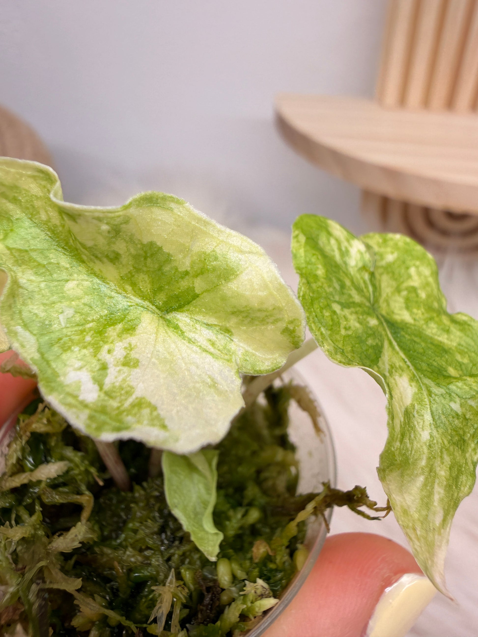 Alocasia Jacklyn Aurea Variegata