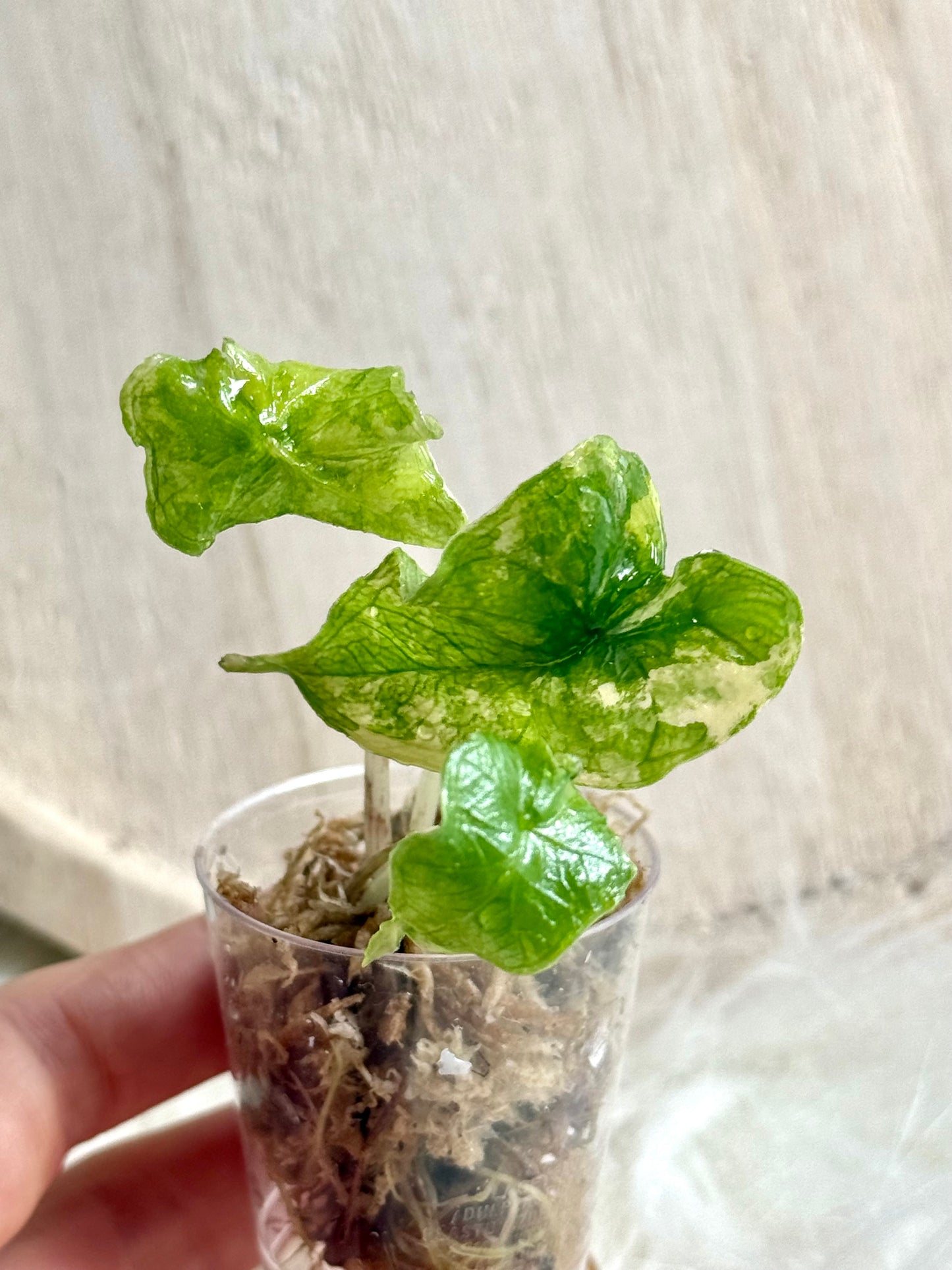 Alocasia Jacklyn Variegata