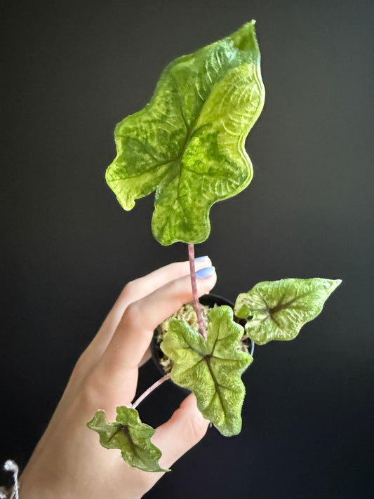 Alocasia Jacklyn Variegata