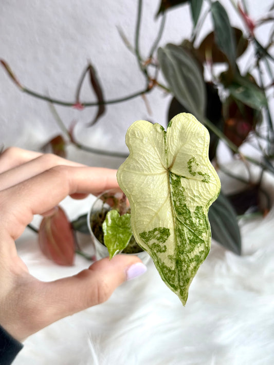 Alocasia Jacklyn Variegata