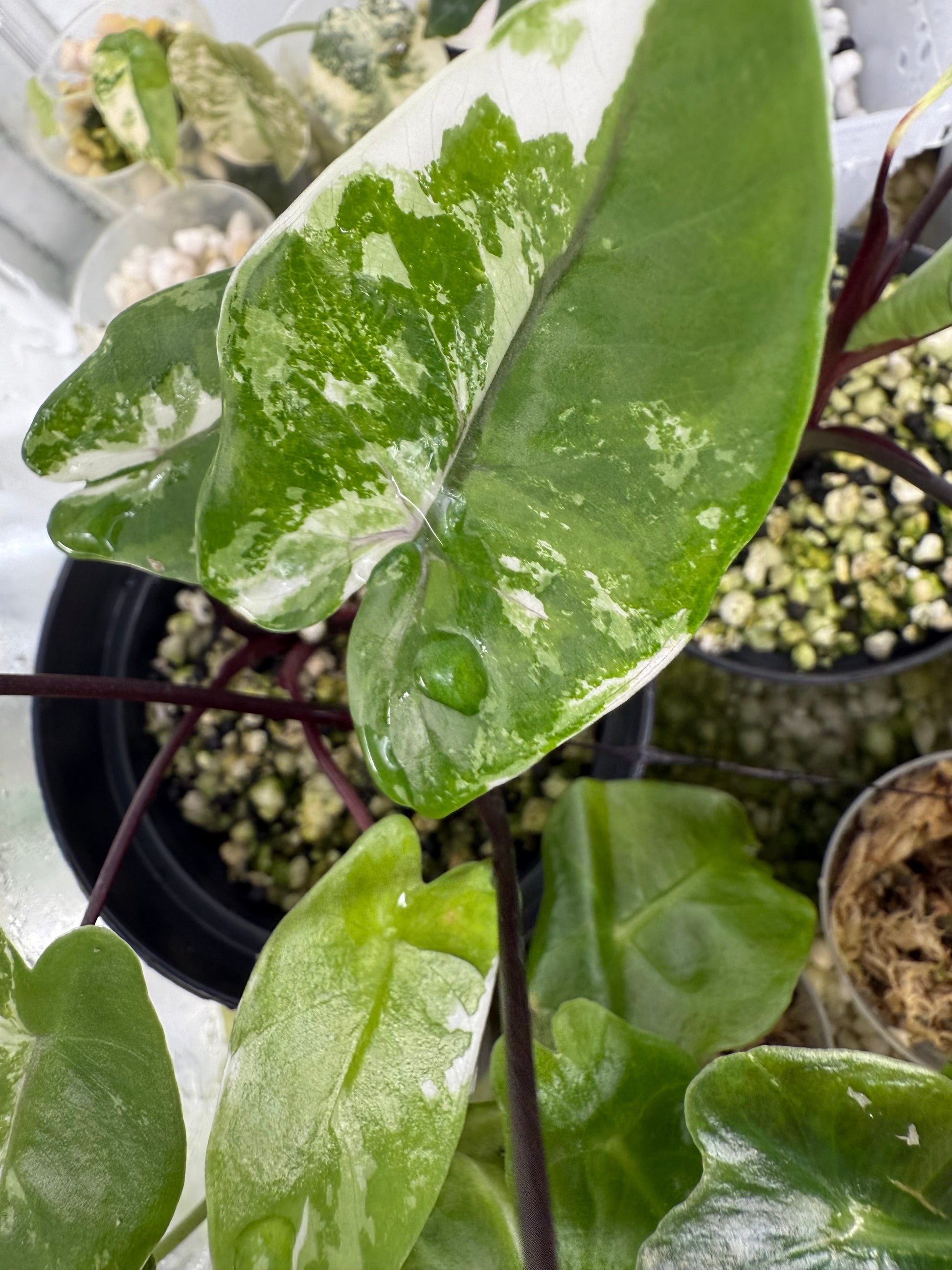 Alocasia Macrorhizza Black Stem Albo