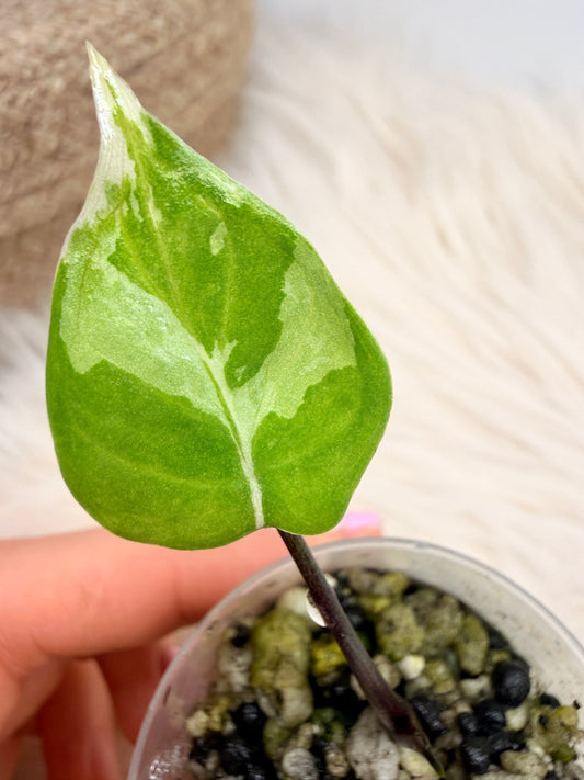 Variegated Alocasia Macrorhizza Black Stem Albo