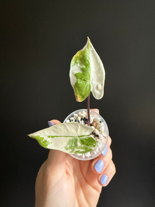 Alocasia Macrorhizza Black Stem Variegata