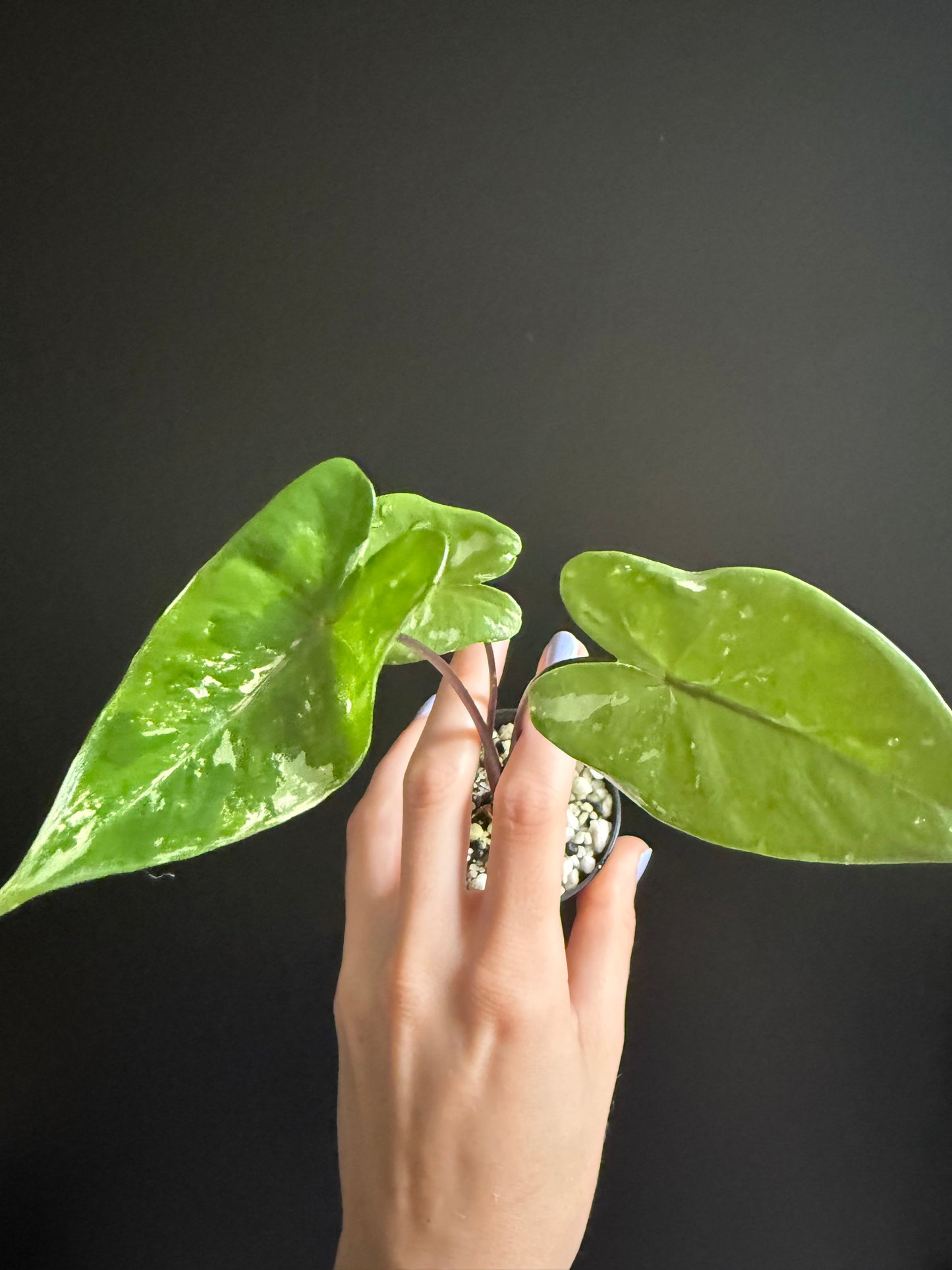 Alocasia Macrorhizza Black Stem Variegata