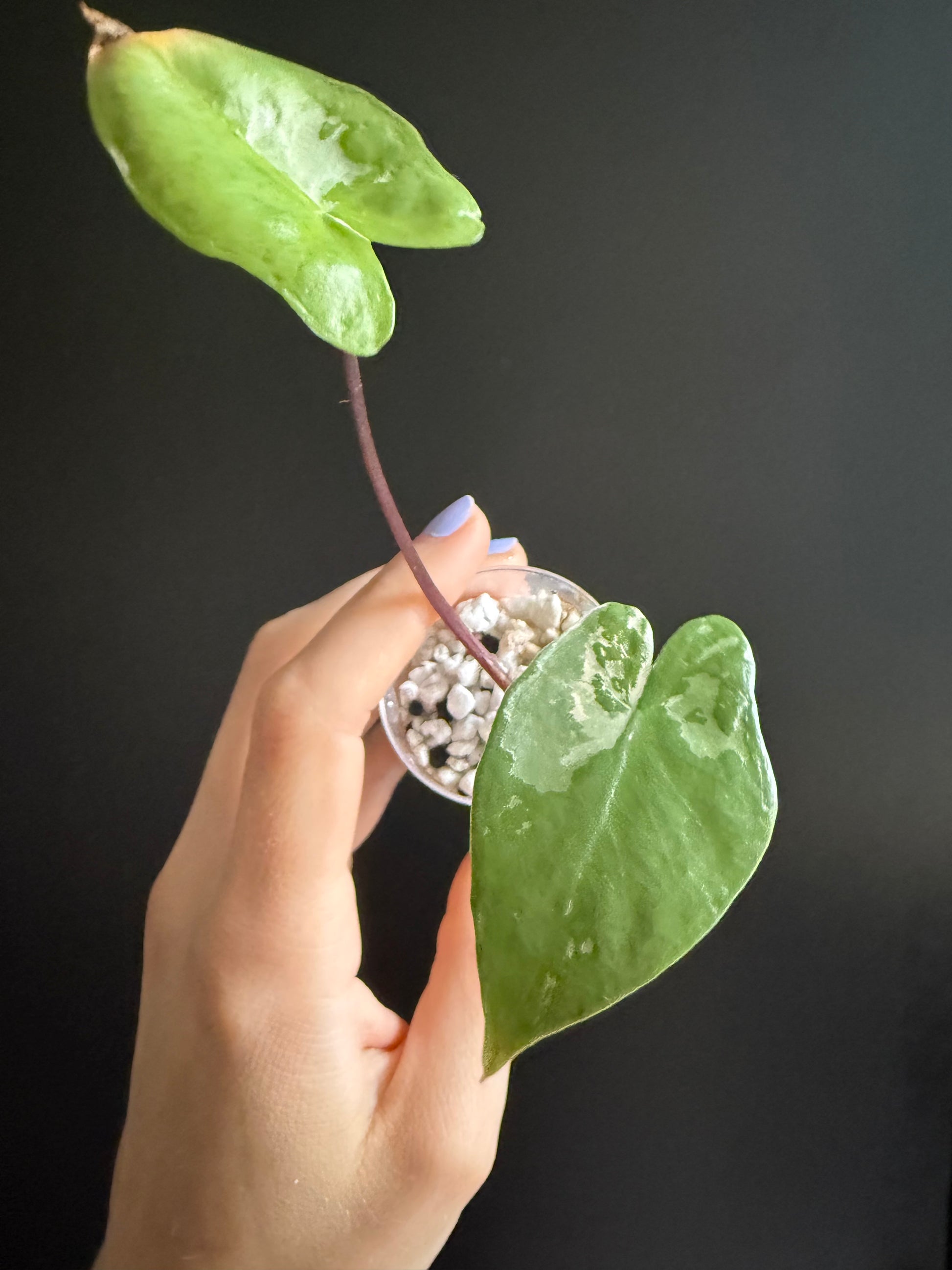 Alocasia Macrorhizza Black Stem Variegata