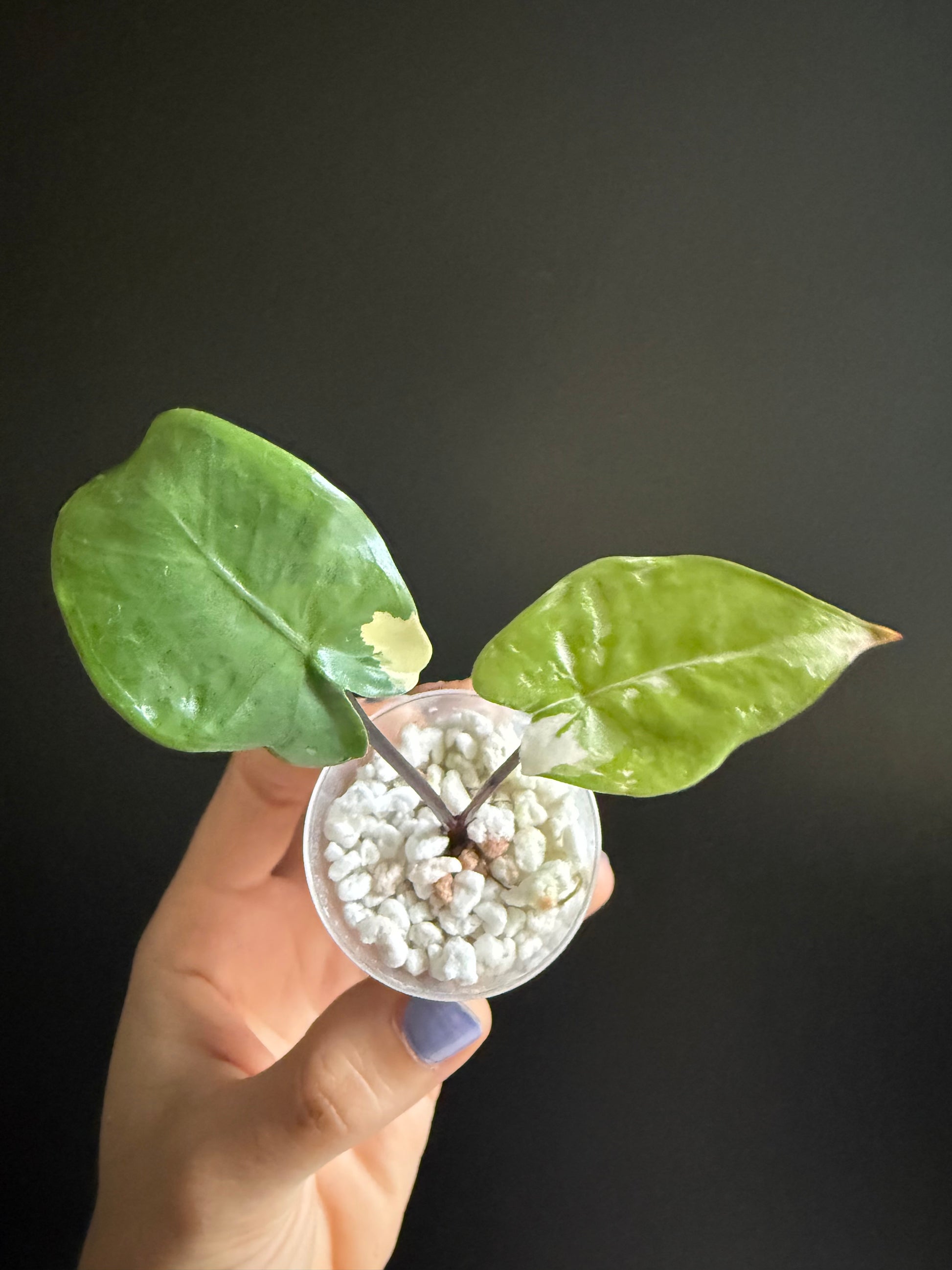 Alocasia Macrorhizza Black Stem Variegata
