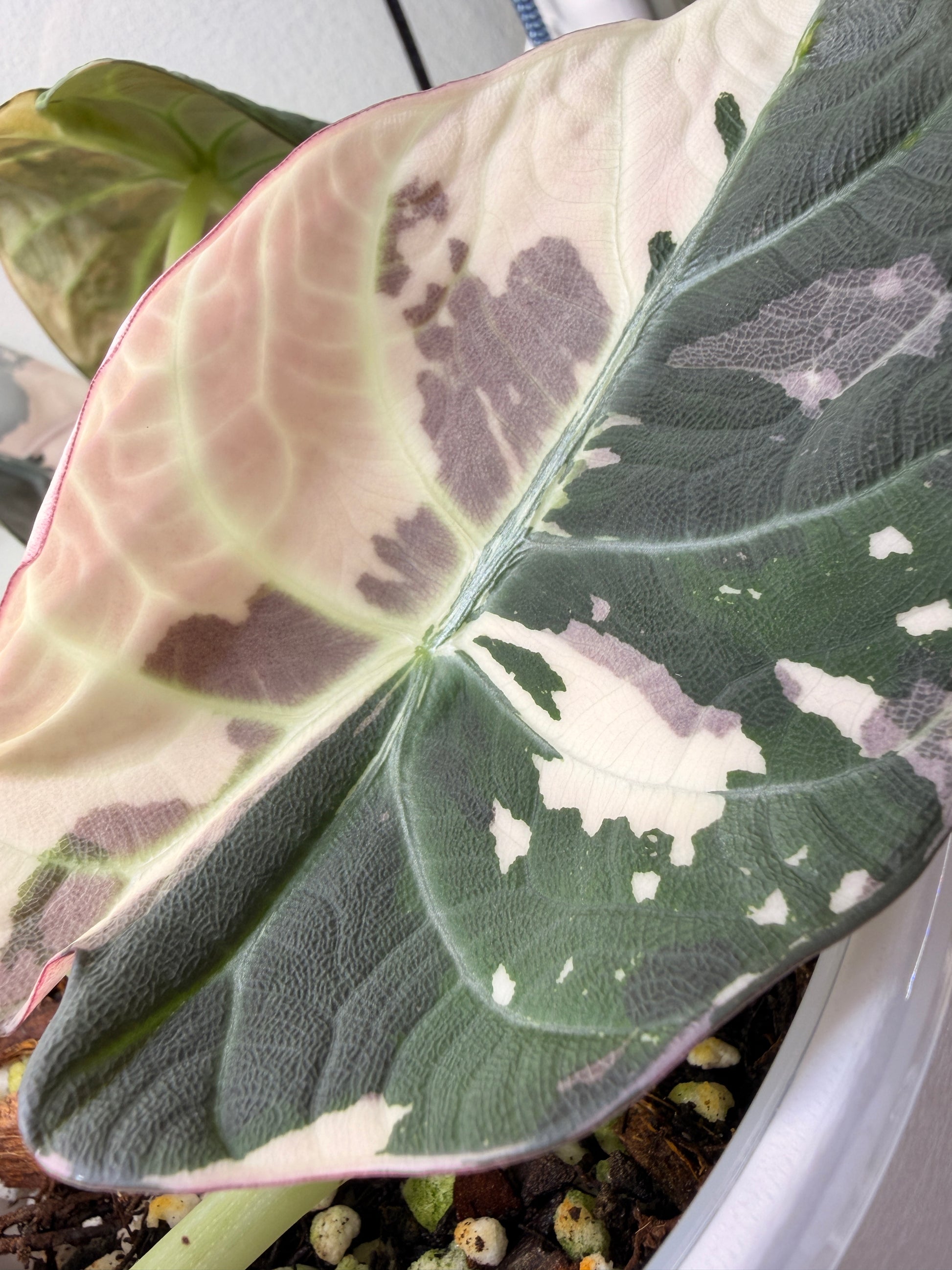 Variegated Alocasia Maharani Albo | Pink Corm