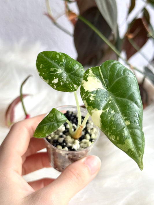 Alocasia Maharani Variegata
