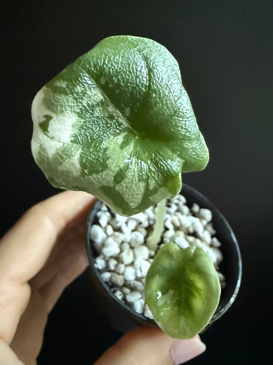 Alocasia Melo Albo
