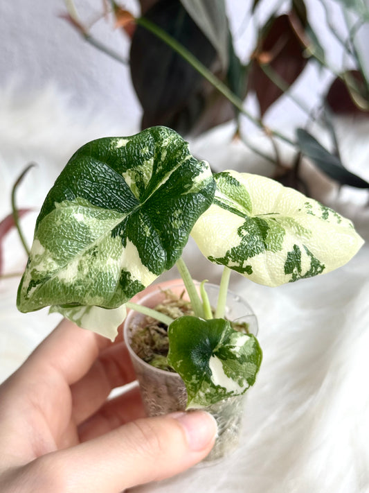 Alocasia Melo Albo Variegata