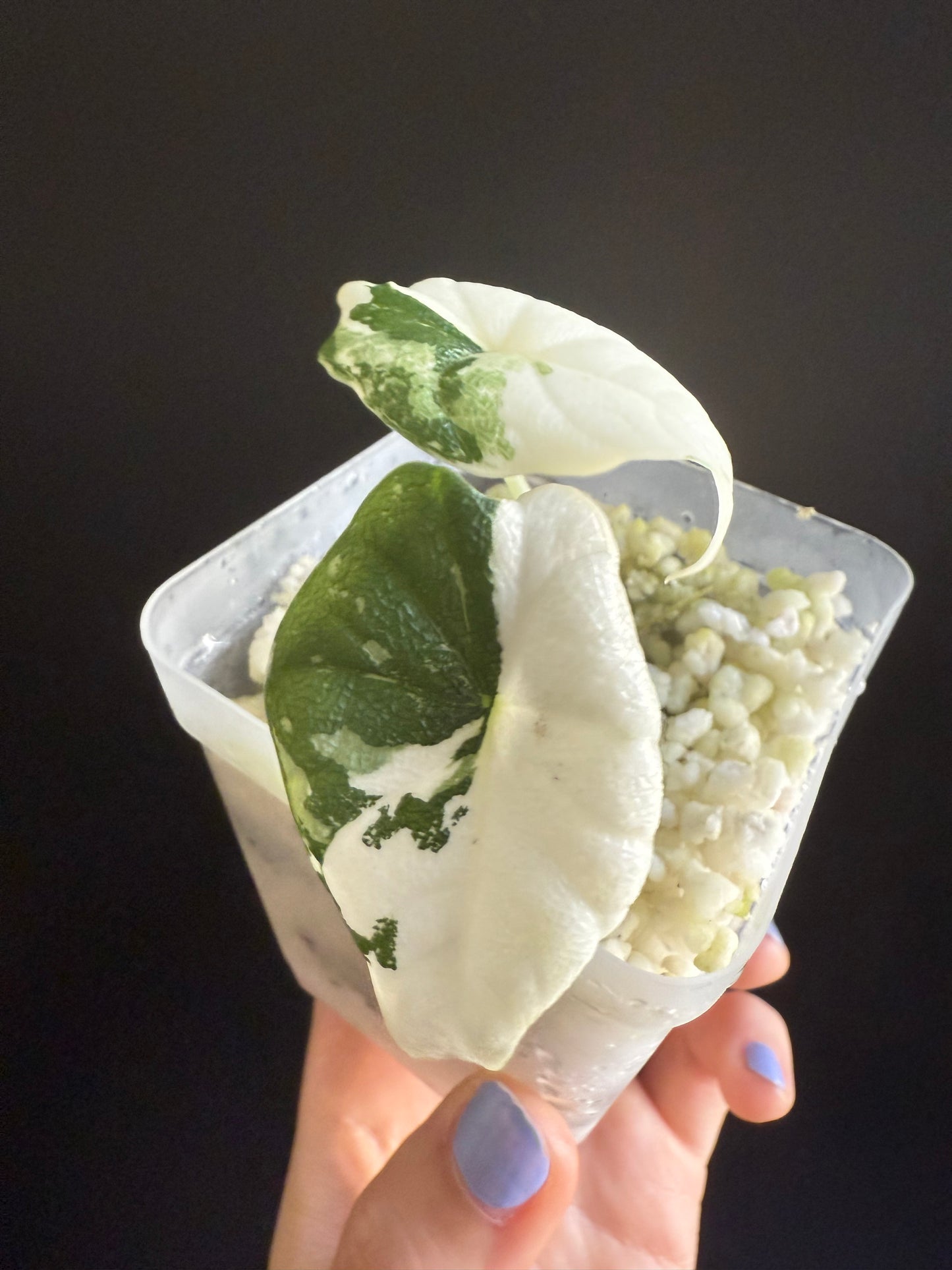 Alocasia Melo Albo Variegata