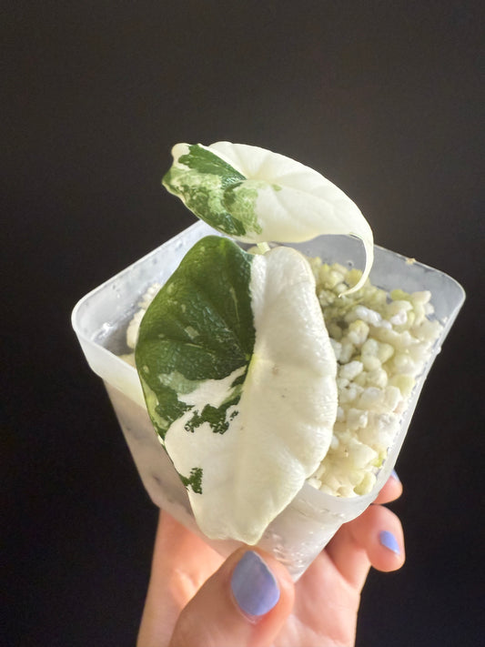 Alocasia Melo Albo Variegata