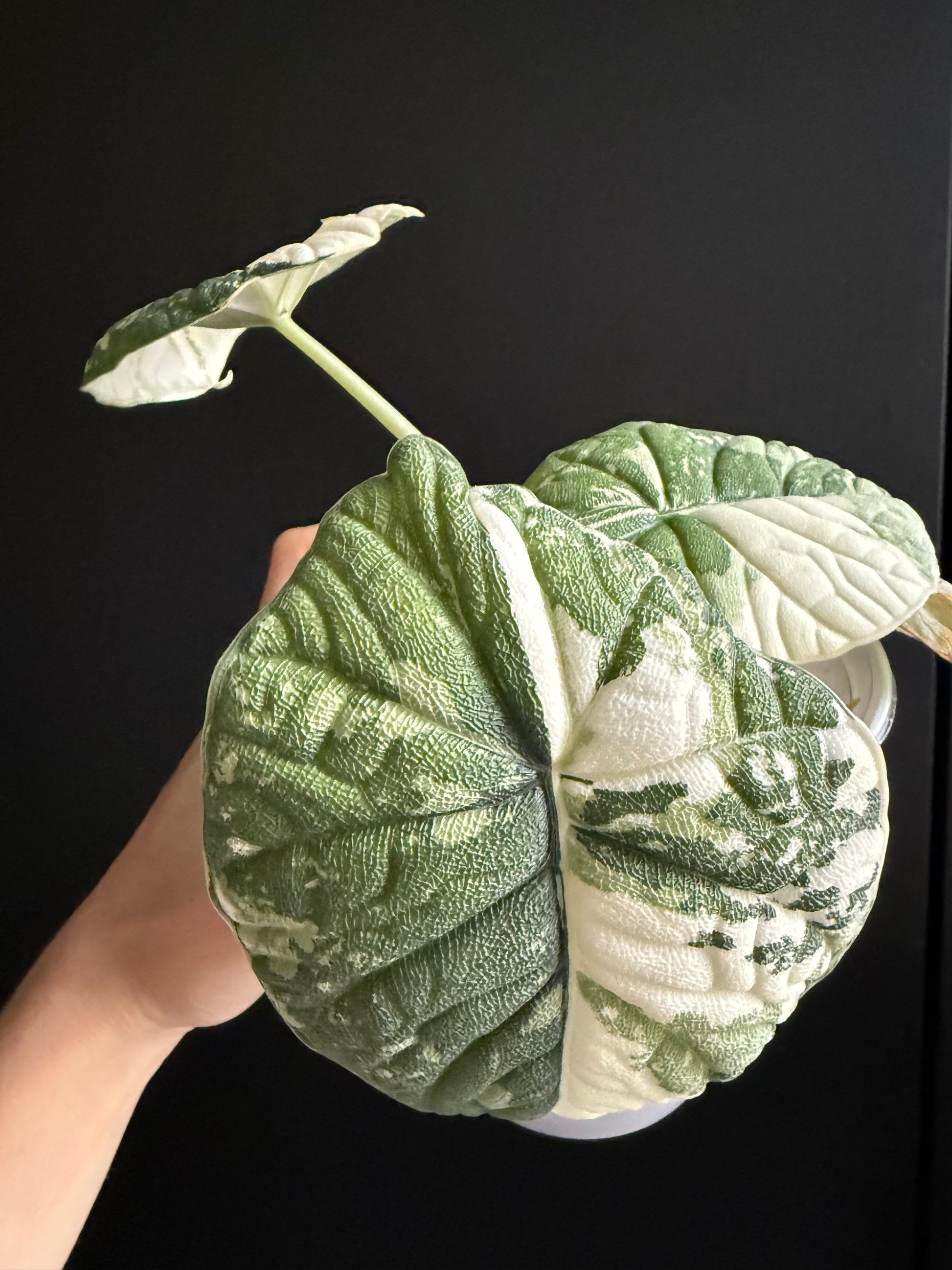 Alocasia Melo Albo Variegata