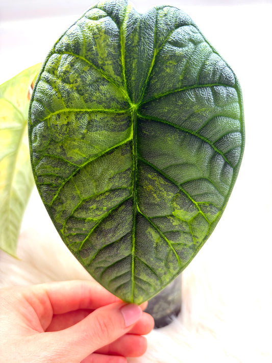 Variegated Alocasia Melo Aurea