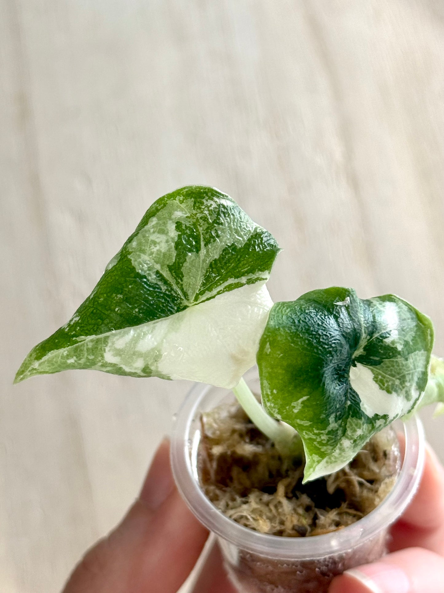 Alocasia Melo Variegata