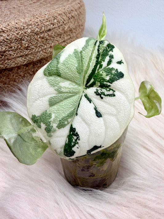 Variegated Alocasia Melo Albo