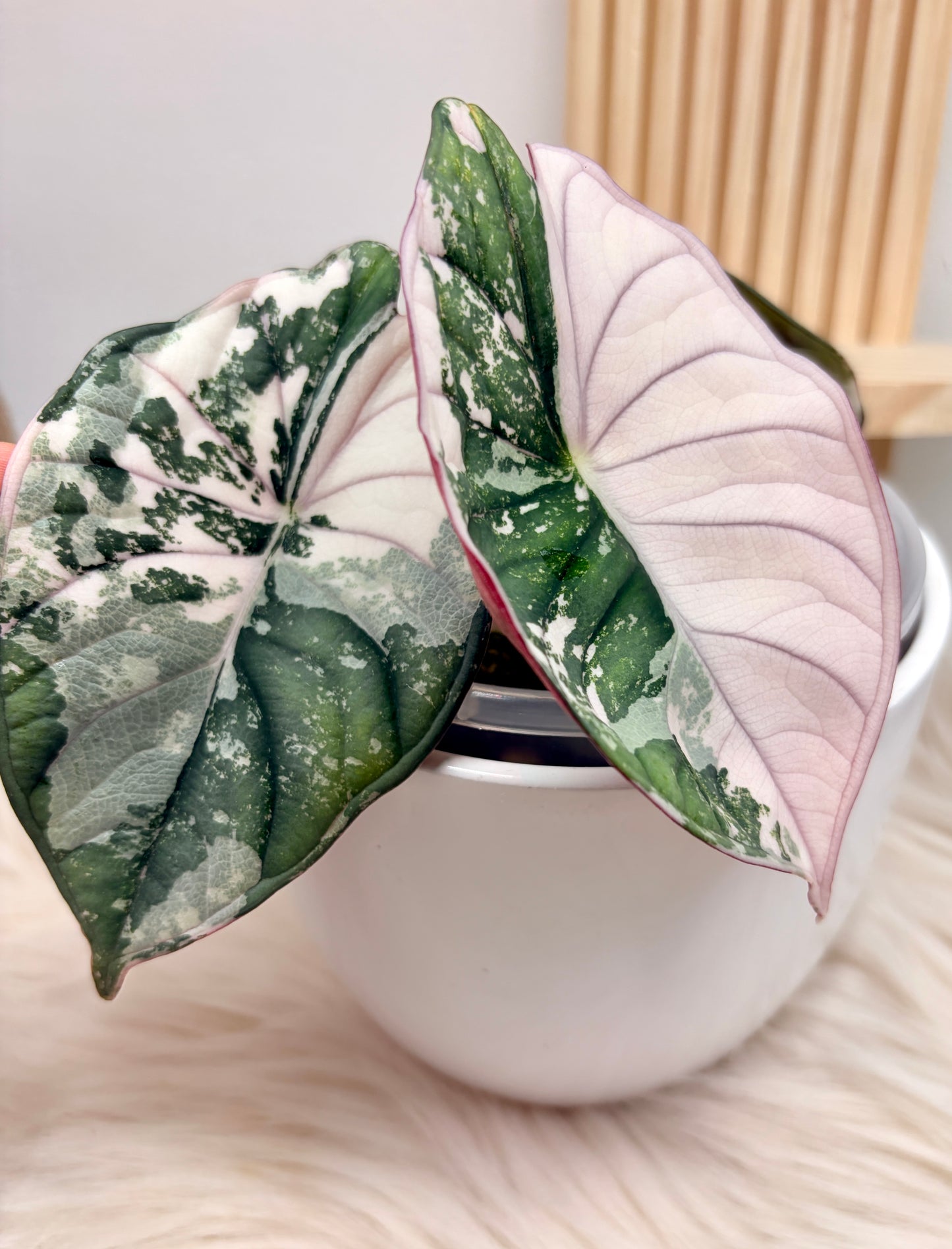Alocasia Nebula Albo Pink Variegata