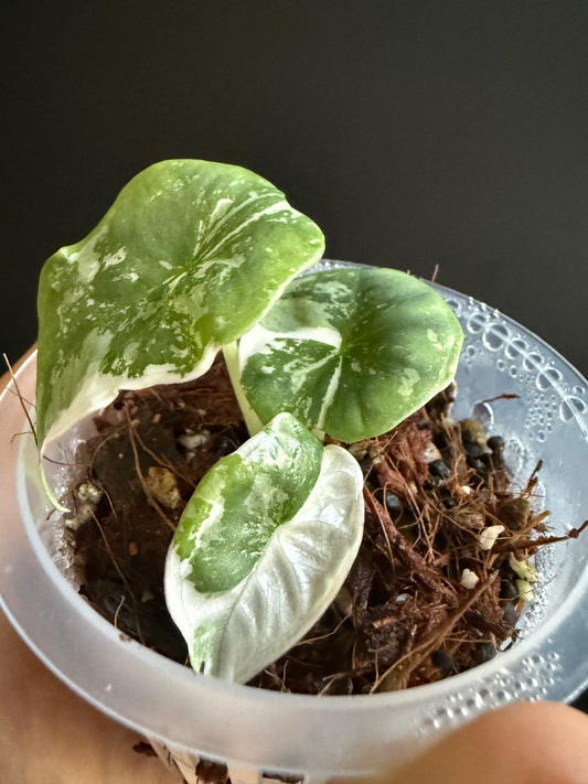 Alocasia Nebula Albo Pink Variegata