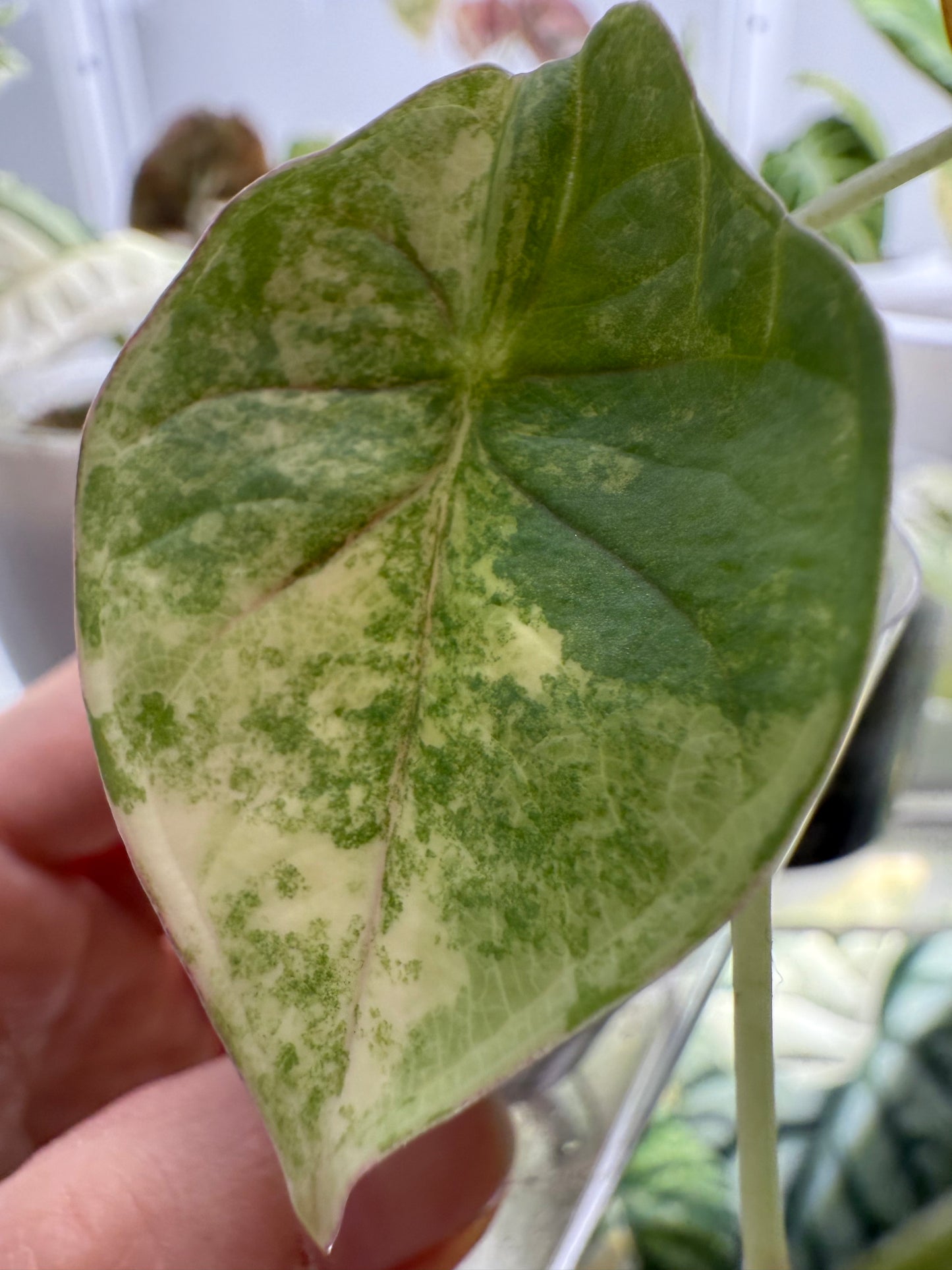 Variegated Alocasia Nebula Aurea